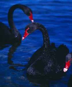 blackswans2