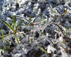 Frost on the Pasture