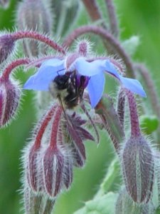 A Bee on Borage