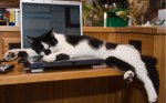cat-at-computer