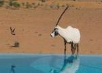 3701183-Arabian_Oryx_at_Al_Maha-Dubai