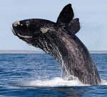 Southern_Right_Whale
