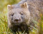 wombat-278