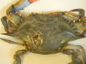 crab.lesions7.4.11.001