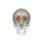 180px-Caudate_nucleus