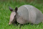 armadillo