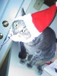 juju the christmas&nbsp;cat