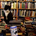 cat and books