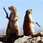 praire dogs dueling
