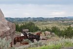 Horses-at-Theodore-Roosevelt-National-Park