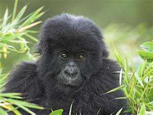 BABY GORILLA