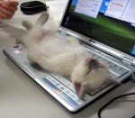 cat-sleep-computer1
