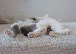 sleepy-saturday-cats
