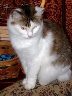 Connie's critters 033 CHARLISE