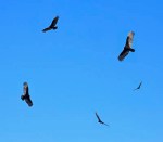 buzzards circling