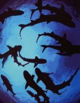 Circling Sharks Main
