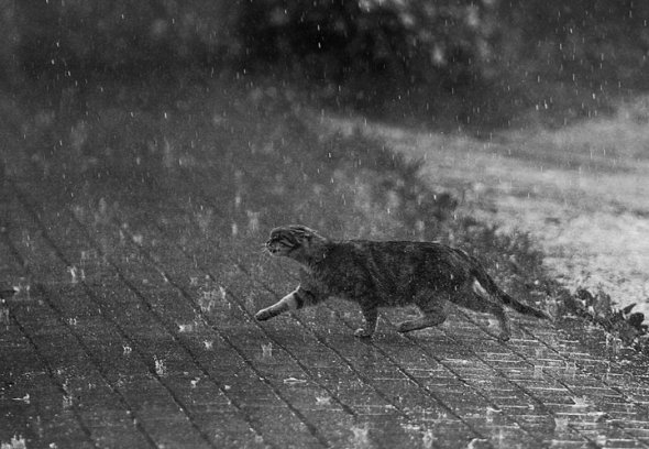 cat.rain