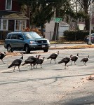 Turkeys.brookline