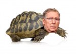 mitchmconnell turtle