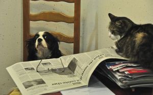 morning paper cat dog