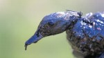 ap_arkansas_oil_spill_bird_tk_130405_wblog