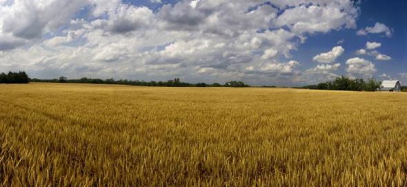 Kansas Wheat Field
