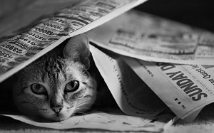 sunday paper cat