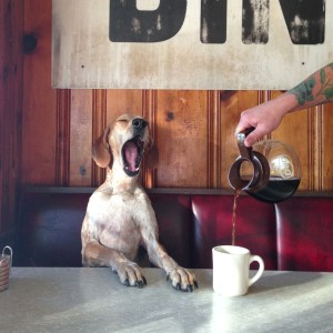 Dog_needs_his_morning_coffee