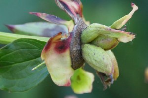 Dying Camellia Revisited III 4x6