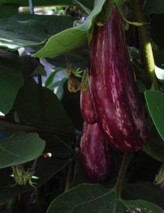 Fairy Tale Eggplant