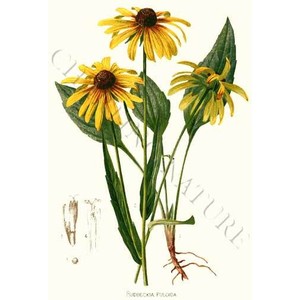 black eyed susans