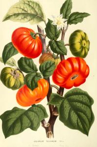 Botanical-Flore-des-Seres-et-Des-Jardins-de-LEurope-Tomato-Solanum-sp. vintage printable
