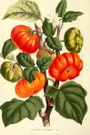 Botanical-Flore-des-Seres-et-Des-Jardins-de-LEurope-Tomato-Solanum-sp. vintage printable