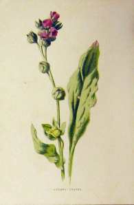 old-antique-victorian-print-B3141890232