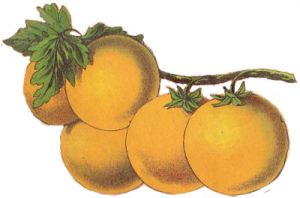 oranges