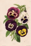 pansies