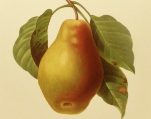 pears