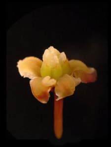 The amborella flower hides a family history of sex and gluttony, according to an analysis of its mitochondrial DNA. (Sangtae Kim / Sungshin Women's University )