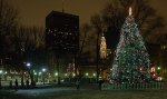 Boston-Common-Tree