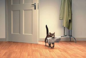 cat-fetches-newspaper