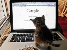 kitten computer