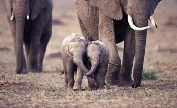 baby elephants