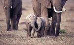 baby elephants