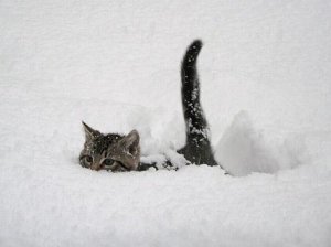 cat-in-snow