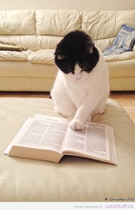 cat-reading-a-book