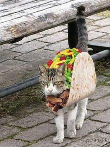 cat taco
