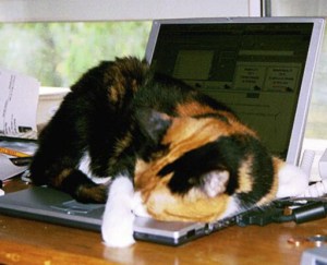 cat computer sleeping