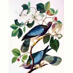 vintage_audubon_color_print_-_band_tailed_pigeon_1964_large_format_2941bfcd