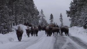 Bison on the road in Yellowstone