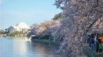 cherry blossoms dc